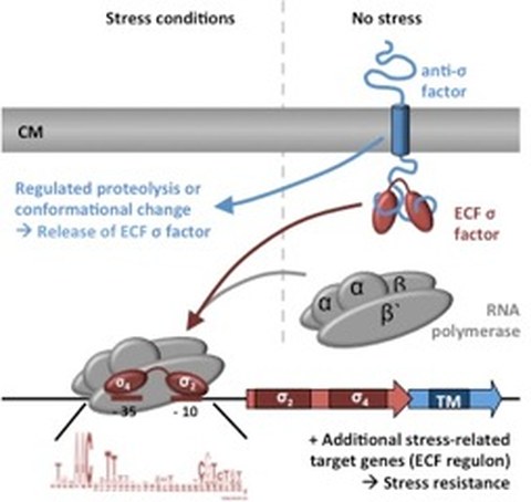 ECF mechanism