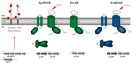 Bce-like systems L.casei