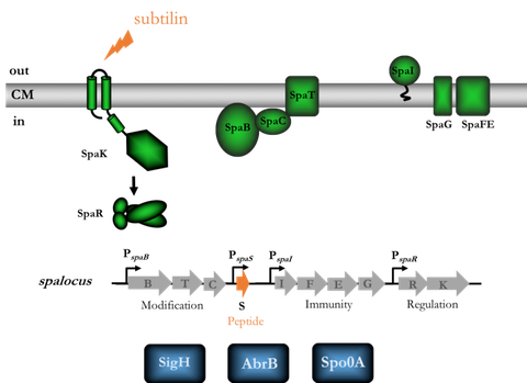 Subtilin synthesis