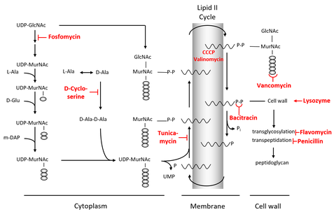 cell wall+antibiotics