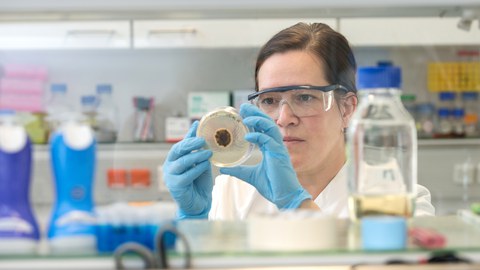 Foto einer Biologin beim Betrachten einer Petrischale mit Pilzkulturen im Labor