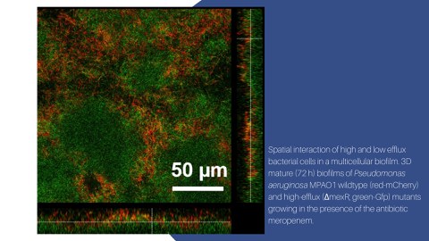 Spatial interaction of high and low efflu