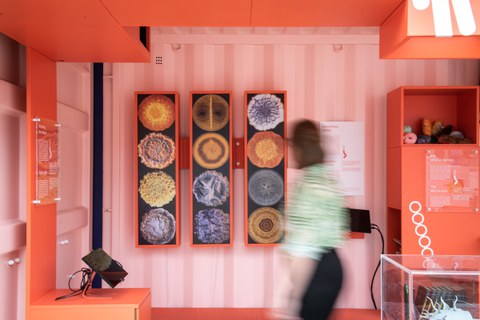 Bilder von verschiedenen Bakterienkolonien in der Wanderausstellung Bakteriopolis