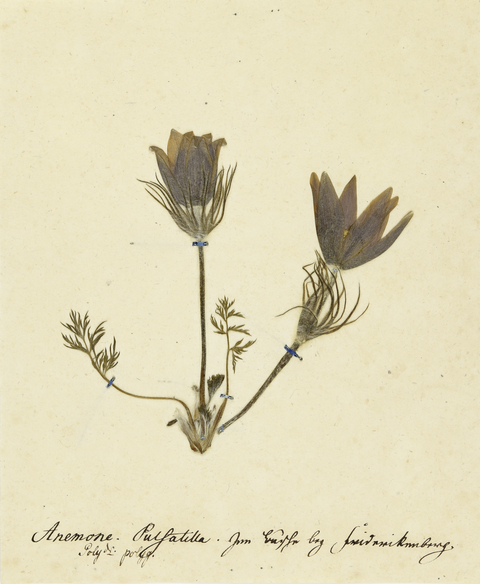 Pulsatilla vulgaris