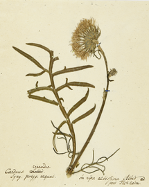 Carduus cyanoides