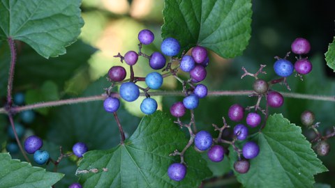 Ussuri-Zaunrebe, Ampelopsis brevipedunculata, Fruchtzweig