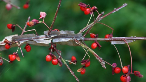 Flügel-Spindelstrauch, Euonymus alatus, Zweig mit Früchten