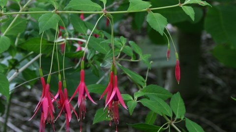 Scharlach-Fuchsie, Fuchsia magellanica, Blüten