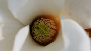 Magnolienblüte, Magnolia sprengeri