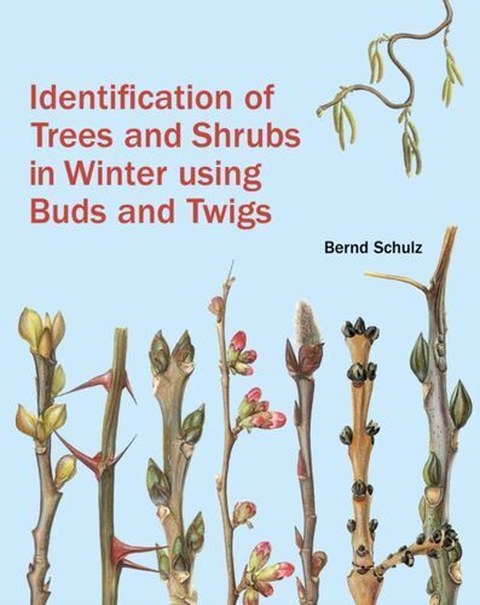 Identification Trees and Shrubs in Winter