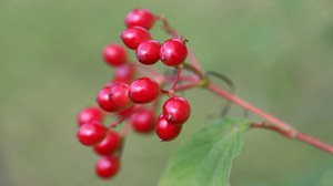 Gewöhnlicher Schneeball, Viburnum opulus, Fruchtzweig