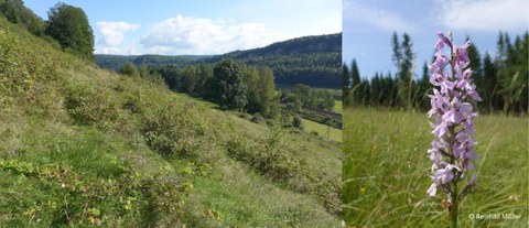 Gedächtnis der Landschaft