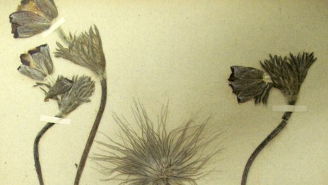 Pulsatilla pratensis 1