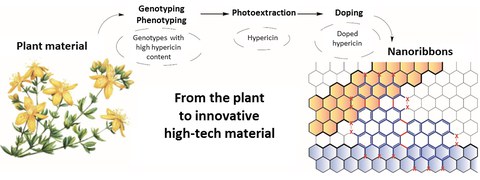 Hypericum