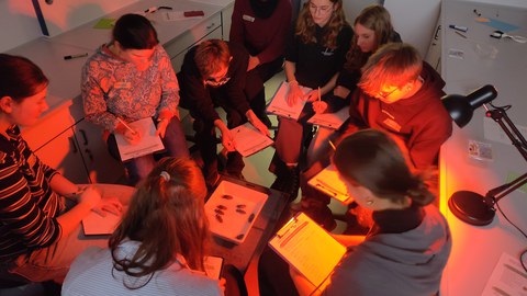 Eine Gruppen Schüler*innen beobachtet Verhaltensweisen von Fauchschaben in einer großen Schale bei Rotlicht