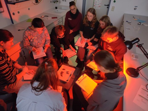Eine Gruppen Schüler*innen beobachtet Verhaltensweisen von Fauchschaben in einer großen Schale bei Rotlicht