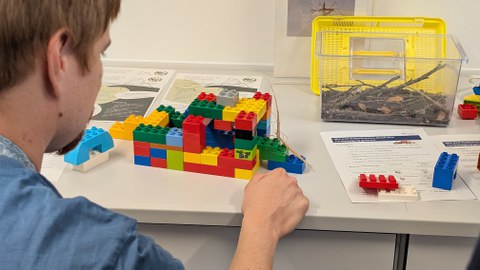 Eine Stabschrecke wird bei der Bewegung auf einem selbst gebauten Lego-Parcours beobachtet