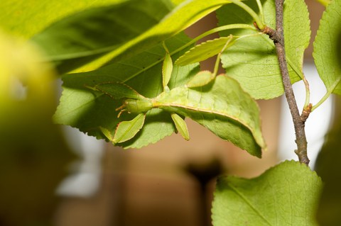 dekorativ Wandelndes Blatt getarnt zwischen Blättern