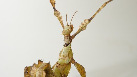 dekorativ Gespenstschrecke in Abwehrhaltung