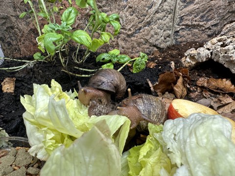 dekorativ Achatschnecken beim Fressen