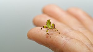 Das Jugendstadium eines Wandelndes Blattes auf einer Hand