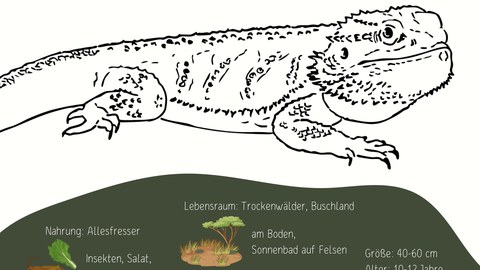 dekorativ Ausmal-Steckbrief Bartagame