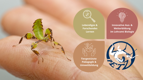 dekorativ Mission des petZ