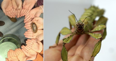 Auf dem linken Bild sitzt eine Australische Gespenstschrecke auf einer Hand, auf dem rechten Bild läuft eine Pfefferschabe über mehrere Kinderhände