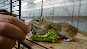 dekorativ Mongolische Rennmaus wird aus der Hand gefüttert