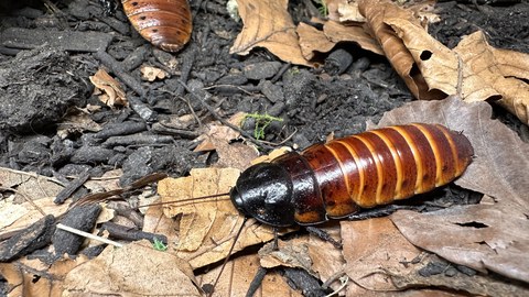 dekorativ Madagaskar-Fauchschabe