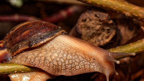 dekorativ Achatschnecke