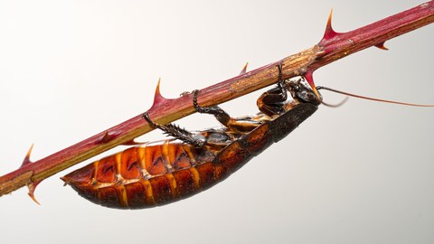 dekorativ Fauchschabe