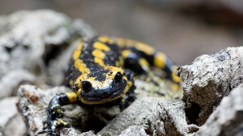 dekorativ Feuersalamander