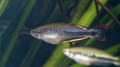 dekorativ Madagaskar-Ährenfisch