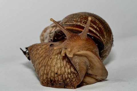 dekorativ Achatschnecke