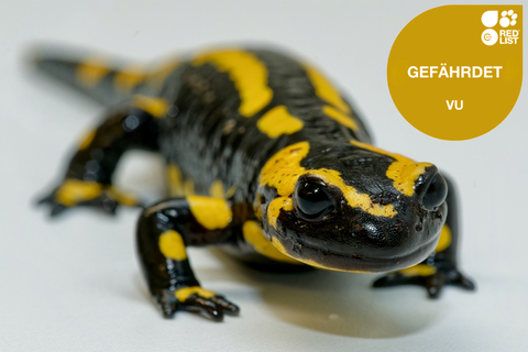 dekorativ Mitteleuropäischer Feuersalamander