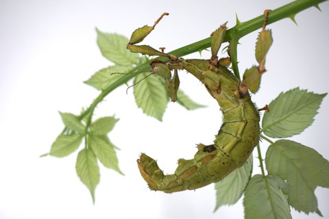 dekorativ Australische Gespenstschrecke