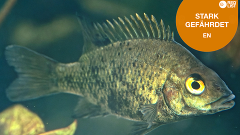 dekorativ Loiselles Buntbarsch