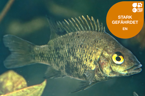 dekorativ Loiselles Buntbarsch