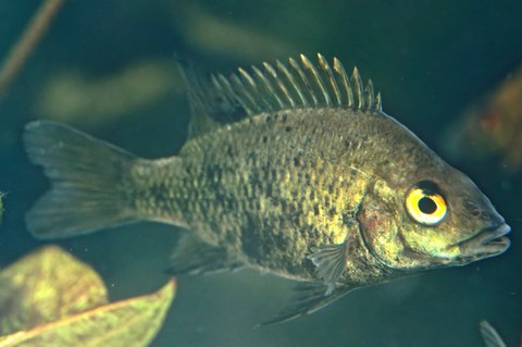 dekorativ Loiselles Buntbarsch