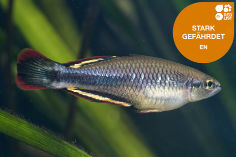 dekorativ Madagaskar-Ährenfisch