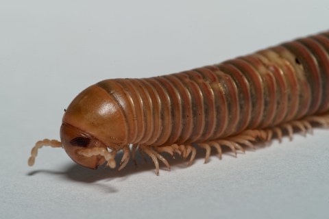 dekorativ Tansania-Tausendfüßer