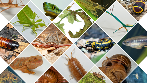 dekorativ Collage diverser Tiere im petZ