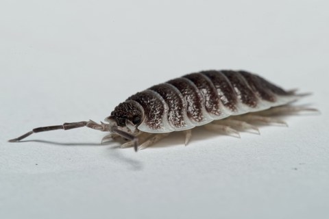 dekorativ Titanassel