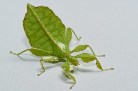 dekorativ Philippinisches Wandelndes Blatt