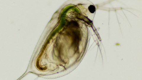 dekorativ Großer Wasserfloh