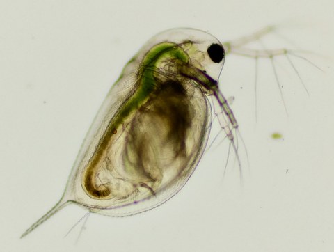 dekorativ Großer Wasserfloh