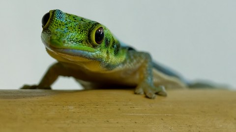 Bambus-Taggecko auf einem Bambusrohr