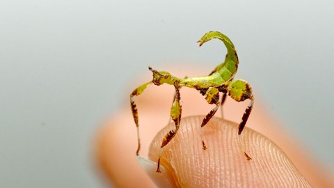 kleine Schrecke auf Fingerspitze