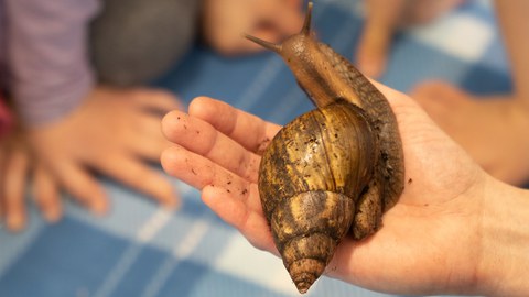 Kinderhand, die ein Schnecke hält